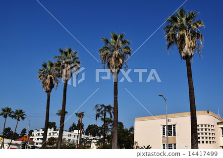 Scenery of Los Angeles 14417499