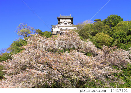 四月愛知國寶金山城堡 - 城堡和櫻花 14417501