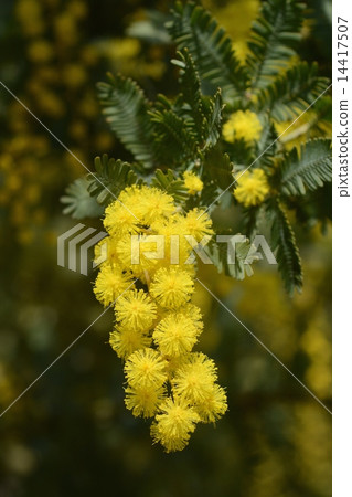 金合歡 金合歡 14417507