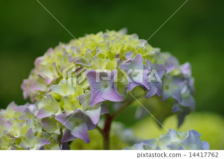 hydrangea hydrangea 14417762