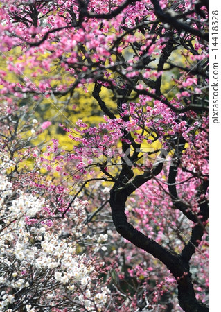 Red plum blooming in Bairin Park, White plum and Sanshuu (N) 14418328