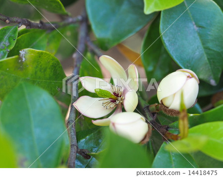 Magnolia figo flower 14418475