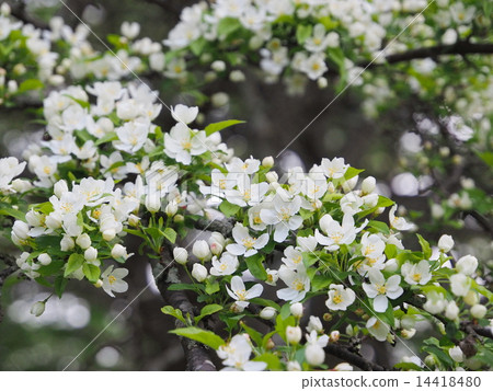 Flower of Konashi 14418480