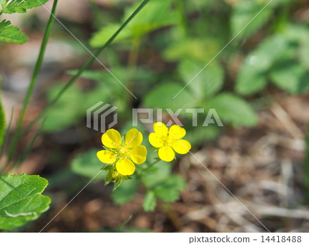 Flower of Hevy Strawberry 14418488