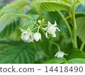 Raspberry Flower 14418490