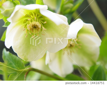 白色聖誕節玫瑰 14418751