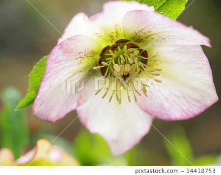 粉色聖誕玫瑰 14418753