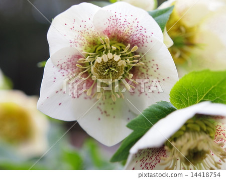 聖誕節玫瑰 14418754