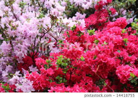 映山紅 14418755