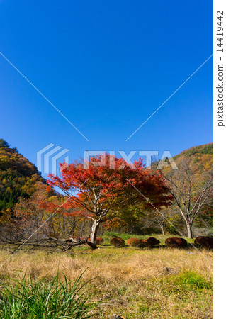 Autumn leaves around Nikko-shi lily Lake Autumn leaves around Nikko-shi lily Lake 14419442