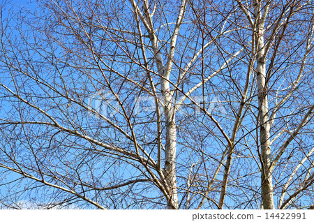 Birch (white birch) 14422991