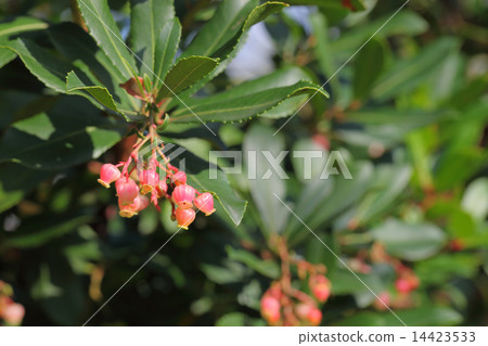 草莓樹的紅色花 14423533