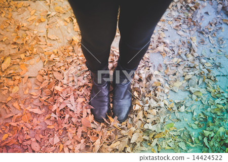 close up of woman legs in dry leaves autumn 14424522