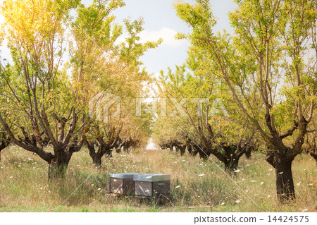 Beehives in the fruits tree garden in Provence 14424575