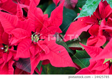 Bright red poinsettias in the outdoors Conservatory garden during the Christmas season at Allan Gardens, Toronto, Ontario, Canada Bright red poinsettias in the outdoors Conservatory garden during the Christmas season at Allan Gardens, Toronto, Ontario, Canada 14425785