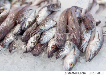Display frozen horse mackerels for sale at a market, La Boqueria Market, Barcelona, Catalonia, Spain 14425810