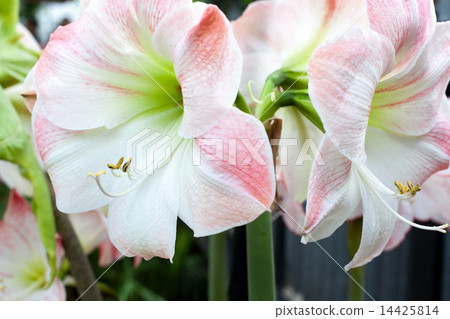 Close-up of amaryllis hippeastrum allan gardens conservatory during the Christmas season, Toronto, Ontario, Canada Close-up of amaryllis hippeastrum allan gardens conservatory during the Christmas season, Toronto, Ontario, Canada 14425814