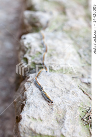Caterpillars crawling in a row on rock surface, Barcelona, Catalonia, Spain 14426009