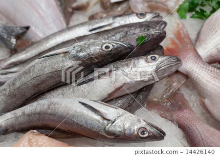 Heap of frozen mackerels for sale at a market, La Boqueria Market, Barcelona, Catalonia, Spain 14426140