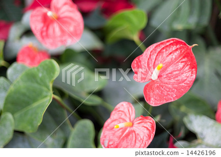 Close-up bright red anthuriums in the outdoors Conservatory garden during the Christmas season at Allan Gardens, Toronto, Ontario, Canada Close-up bright red anthuriums in the outdoors Conservatory garden during the Christmas season at Allan Gardens, Toronto, Ontario, Canada 14426196