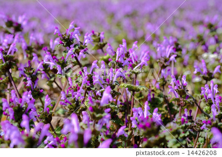 Hotokenoza Buddha noza Spring flower 14426208