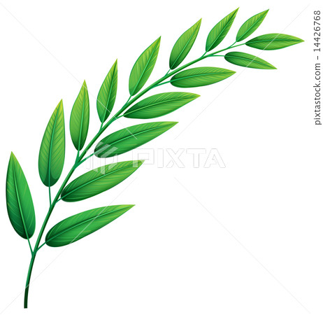 Green leaves 14426768