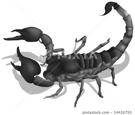 A deadly scorpion 14426793