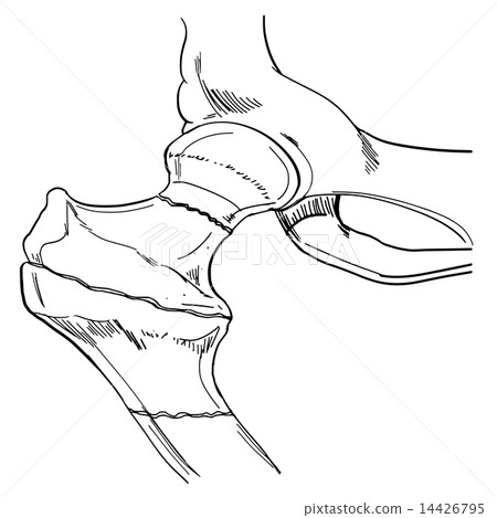 A bone A bone 14426795