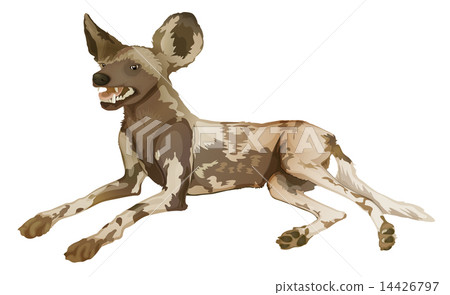 African wild dog African wild dog 14426797