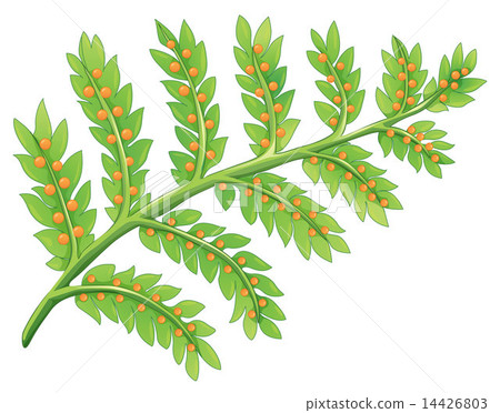 A fern plant A fern plant 14426803