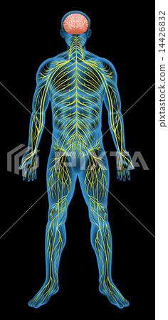 Human nervous system 14426832