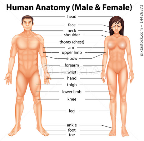 human body parts