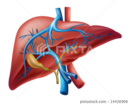 Internal liver 14426906