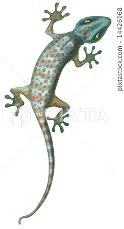 Tokay Gecko 14426968