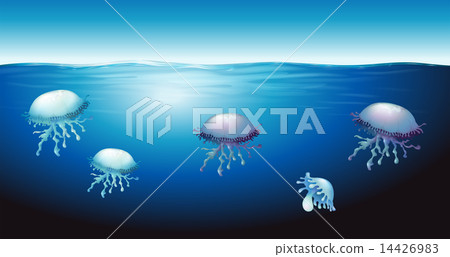 Jellies Jellies 14426983