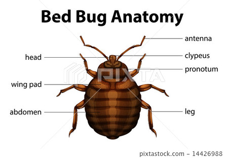 Bed Bug Anatomy 14426988