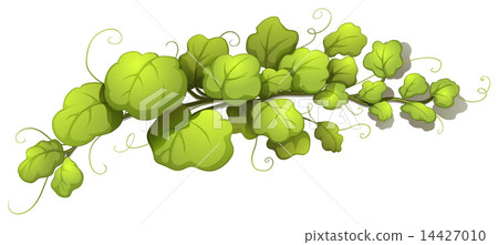 Vine leaves 14427010