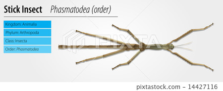 Stick insect 14427116