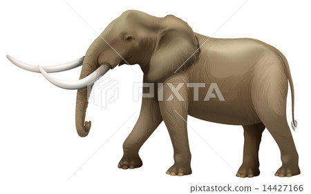 The Elephant 14427166