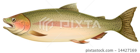 Brown trout 14427169