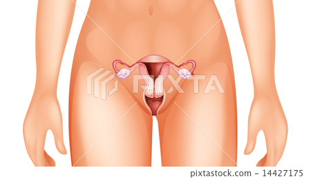 Woman's reproductive organ Woman's reproductive organ 14427175