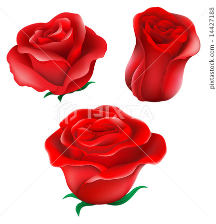 Red roses 14427188