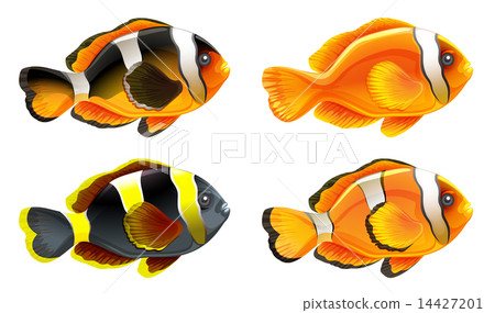 Four colorful fishes 14427201