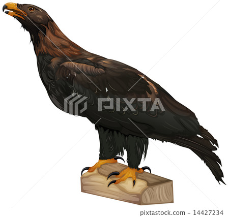 Wedge-Tailed Eagle Wedge-Tailed Eagle 14427234