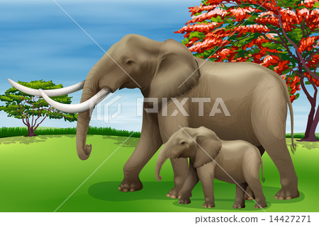 Elephant Elephant 14427271