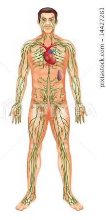 Lymphatic System 14427281