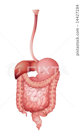 Human digestive system 14427284