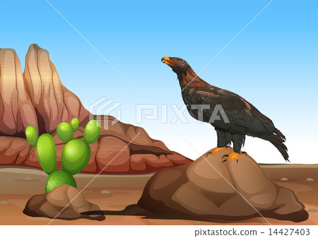 An eagle An eagle 14427403