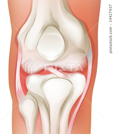 Knee joint of human 14427437