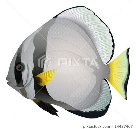 Orbicular batfish 14427467